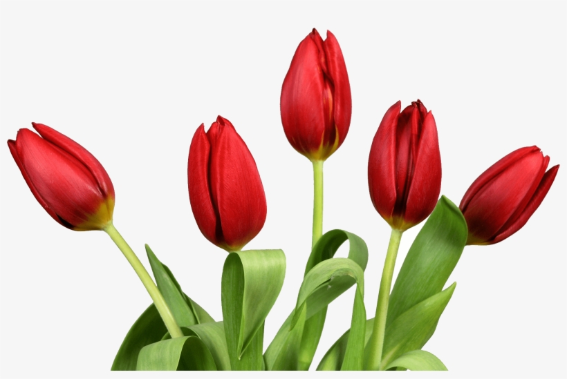 Tulips Hd Png Transpa Images Pluspng - Tulip Png, transparent png download