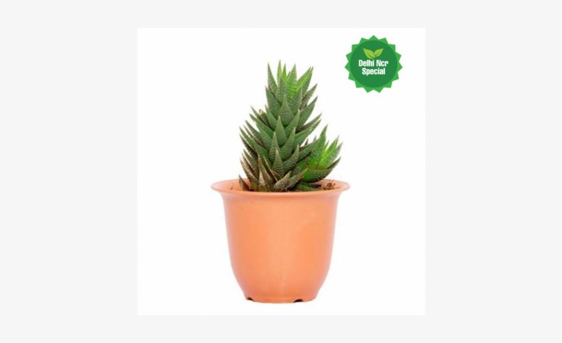 Dotted Succulent Plant - Spiky Succulent, transparent png download