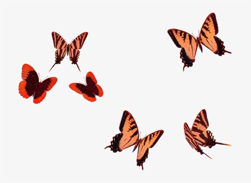 Butterflies - Brush-footed Butterfly, transparent png download