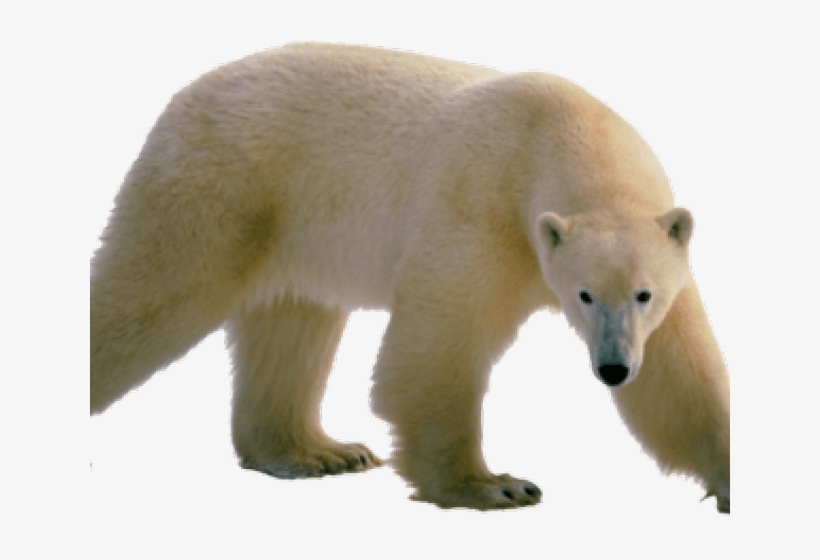 Polar Bear Png Transparent Images - Customized Polar Bear Key Tag, transparent png download