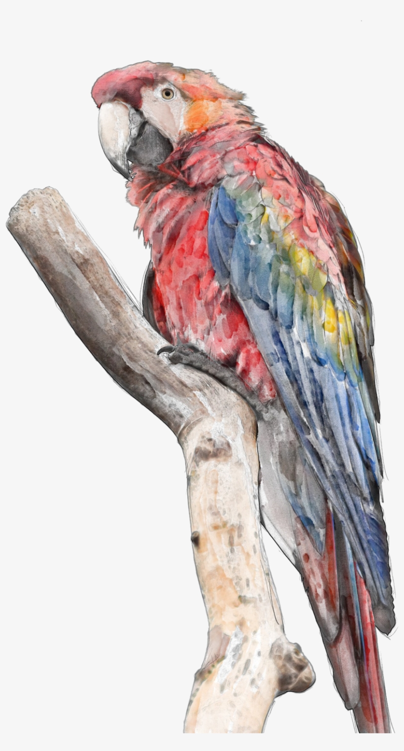 The Silent Parrot - Red And Green Macaw Png, transparent png download
