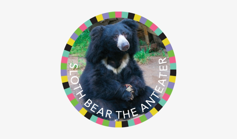 Sloth Bear The Anteater Image - Sloth Bear Ugly, transparent png download