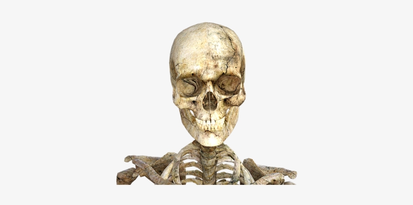 Adult Content Safesearch Skeleton Skull Halloween Skeleton - Como Nos Tornamos Humanos, transparent png download