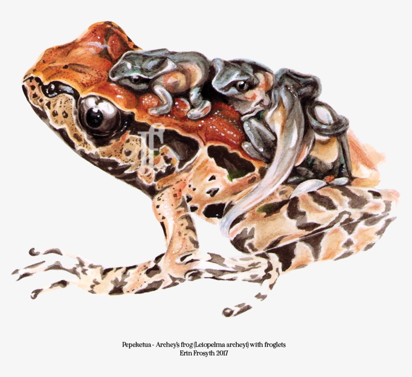 Fine Art Reproductions - Eastern Spadefoot, transparent png download