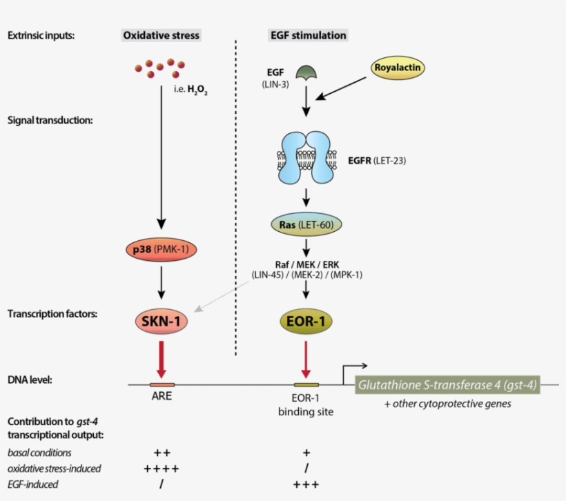 Proposed Mechanism Of Glutathione S Transferase 4 Activation - Glutathione S Transferase Mechanism, transparent png download