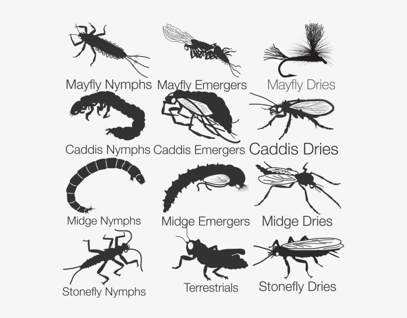 Fly Fishing Entomology, transparent png download