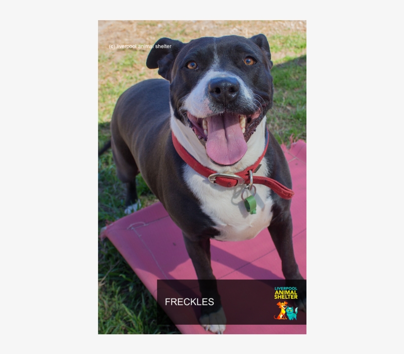 Photo Of Freckles - Staffordshire Bull Terrier, transparent png download