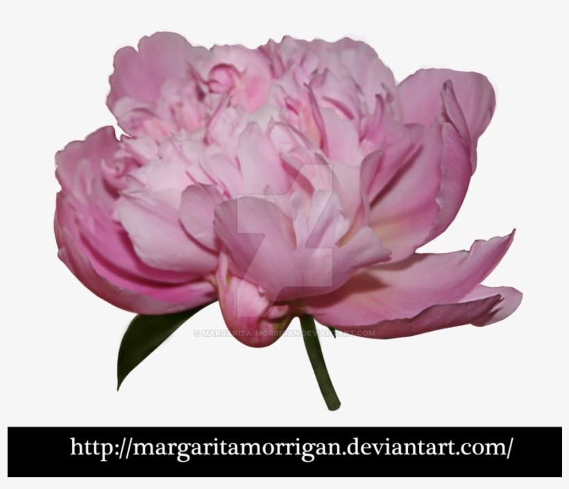 Common Peony, transparent png download