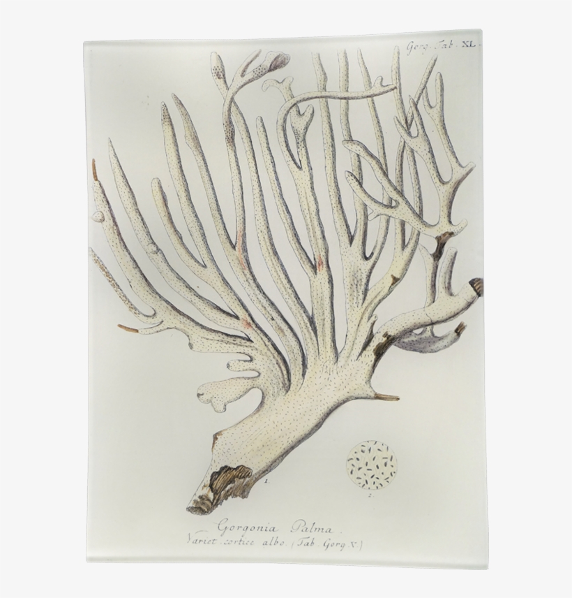 Sea, transparent png download