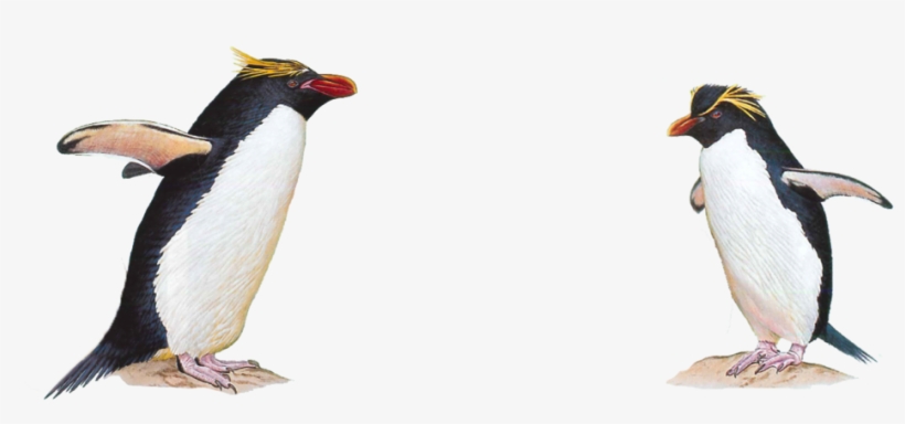 Penguin - Macaroni Penguin Transparent, transparent png download