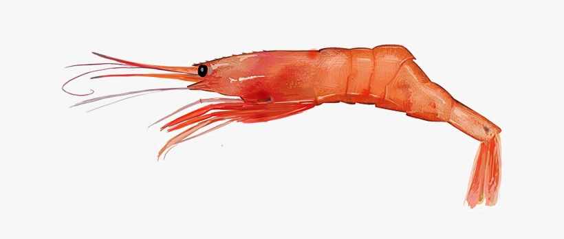 Red Shrimp Png Free Download - Northern Shrimp Pandalus Borealis, transparent png download