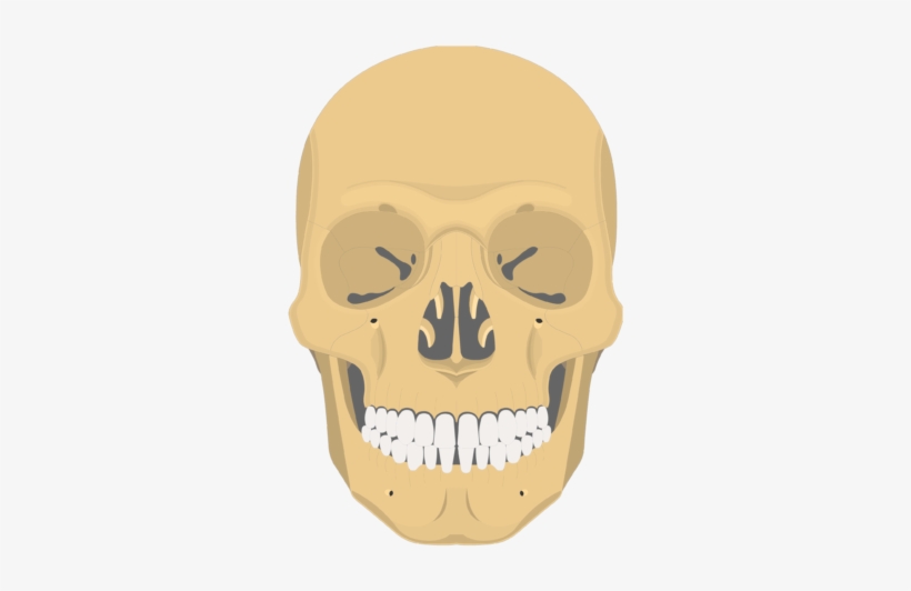 Nasal, Vomer, And Inferior Turbinate Bones Anterior - Inferior Concha Skull, transparent png download