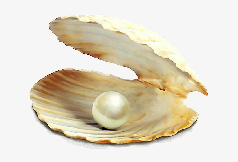 Concha Do Mar Em Png, transparent png download