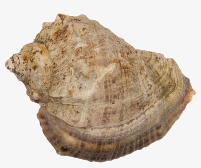 Transparente Con Png Para La Concha - Seashell, transparent png download