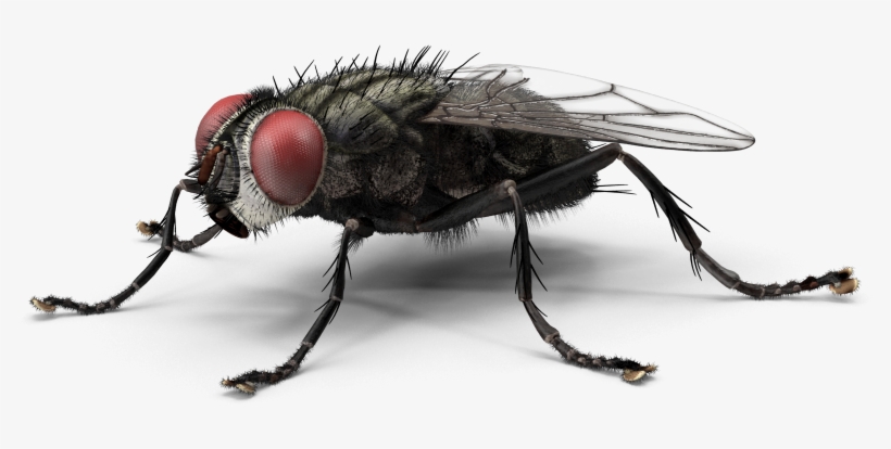 House Fly Repellent - Housefly Png, transparent png download