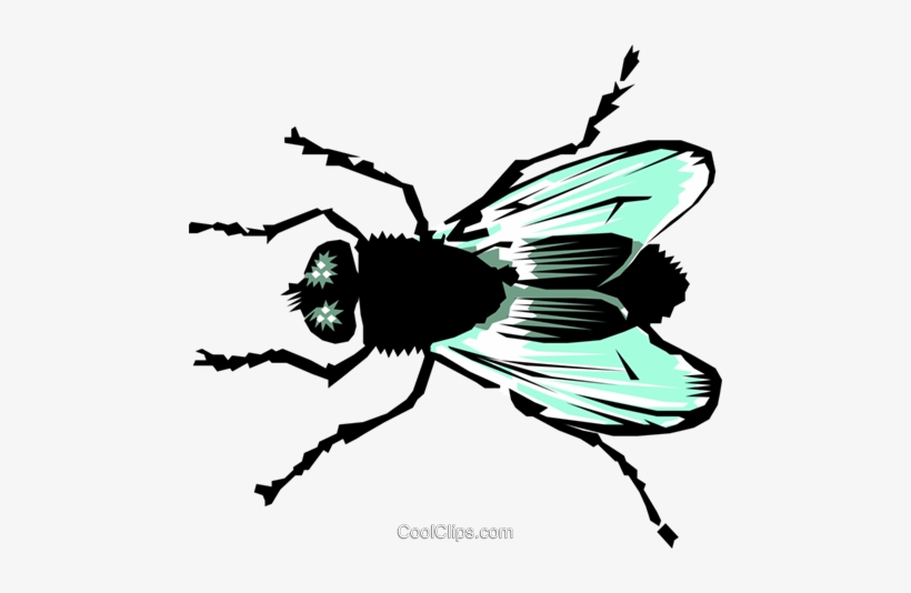 House Fly - Fly Clip Art, transparent png download