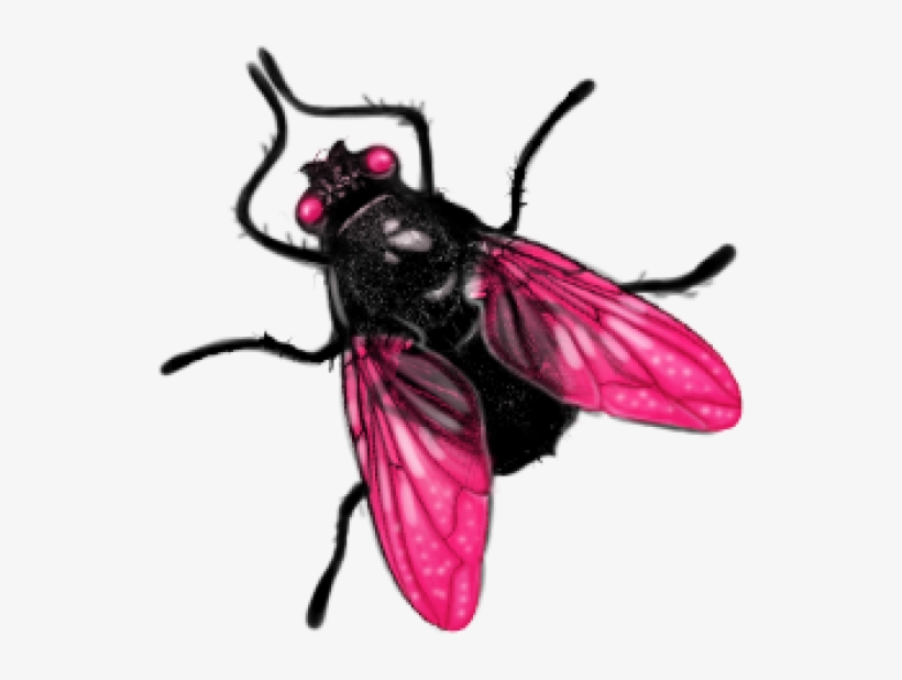 Fly Free Png Image Download - Png Photo Image Fly, transparent png download