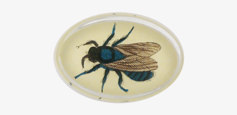 Fly 156 Fly - Honeybee, transparent png download
