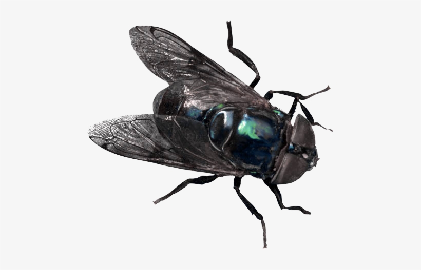 Has 4 Legs And 1 Foot, transparent png download