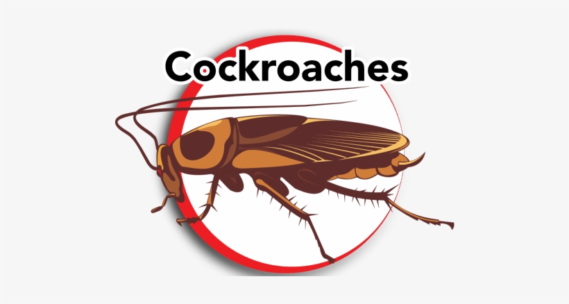 Cockroaches 1 - Cockroach, transparent png download
