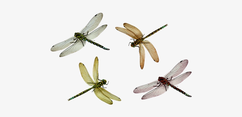 Animal, Dragonfly, Insect, Isolated, Fly - Dragonfly Transparent, transparent png download