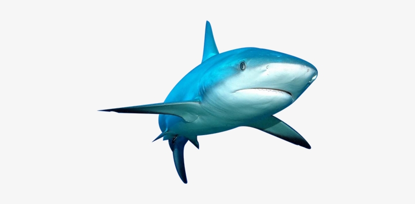 Clouds In The Sky - Fish Png For Picsart, transparent png download