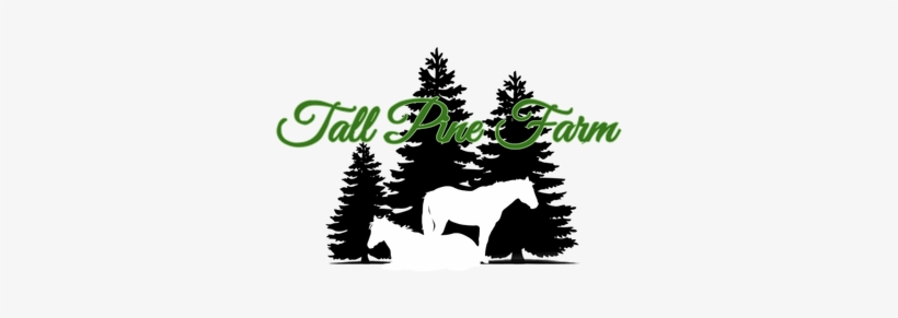 Pine Trees Clipart Black And White, transparent png download