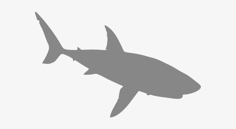 Shark Swimming - Great White Shark, transparent png download