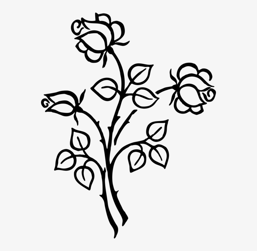 Stylized, Roses, Flowers, Floral, Line Art, Silhouette - Roses Line Art, transparent png download
