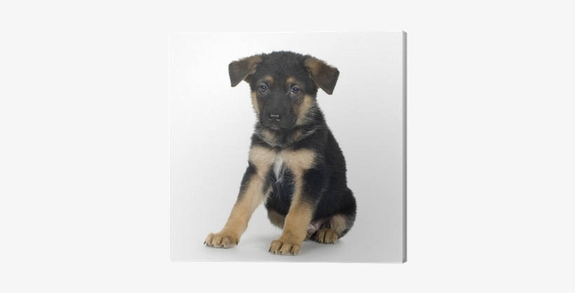 German Shepherd / Alsatian, Police Dog Canvas Print - German Shepherd Picture - Journal, transparent png download