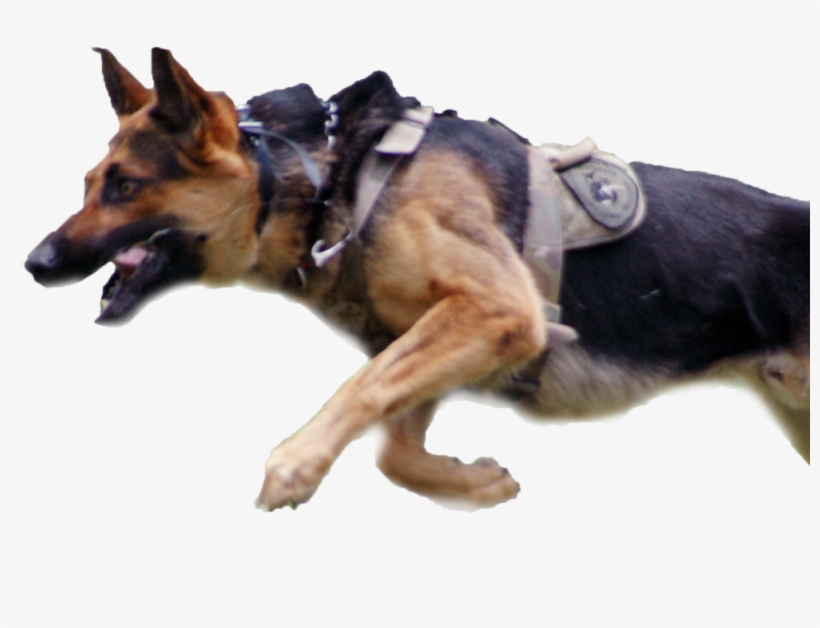 Bear Running Cut Out - Police, transparent png download