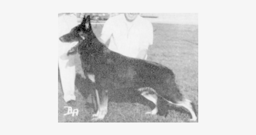Ch Von Ludwig Of Oak Glen Apr 26, - Old German Shepherd Dog, transparent png download