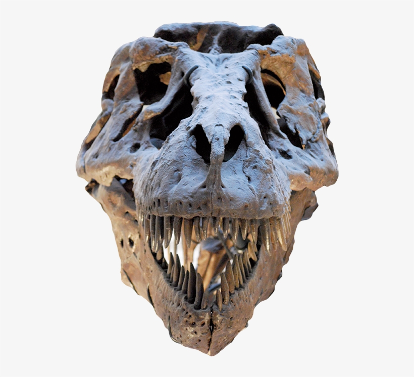 Article Section Image - Field Museum Of Natural History, transparent png download