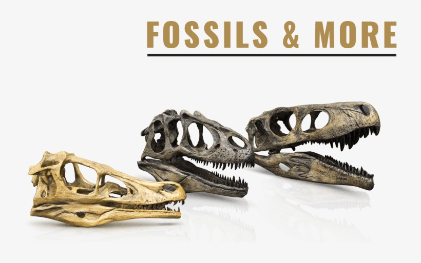 Cryptozoology - Skeleton, transparent png download