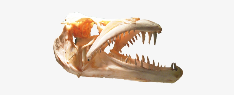 Animal Skull, Skull Of Predator - Fang, transparent png download