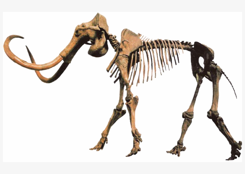 Woolly Mammoth Skeleton, transparent png download