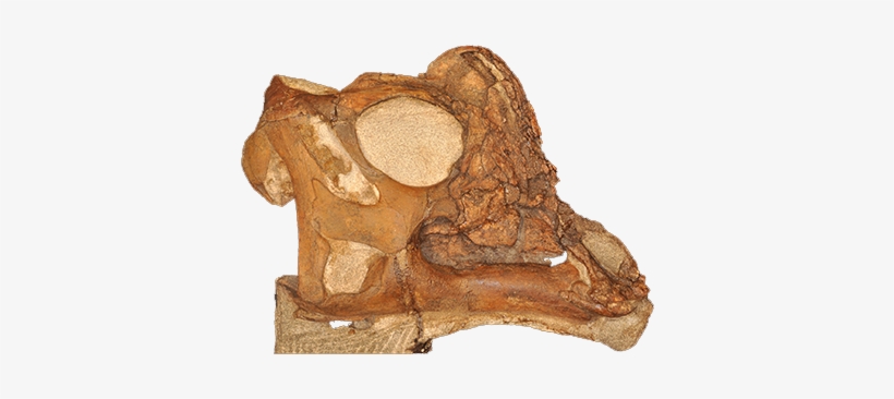 Skull - Dinosaur, transparent png download