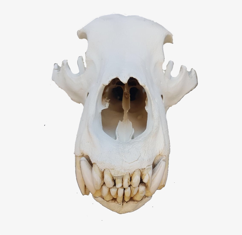 Brown Bear Skull - Skull, transparent png download