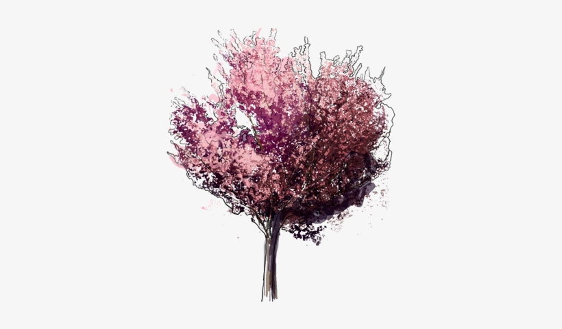 Flowering Shrub Png Japanese Flowering Cherry - Prunus Serrulata Kanzan, transparent png download