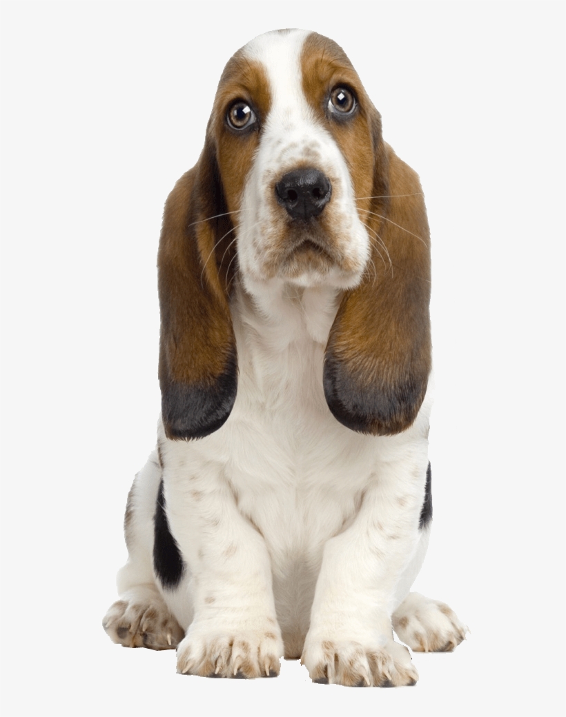 Basset Hound Transparent Background - 3 Levels Of Listening Coaching, transparent png download
