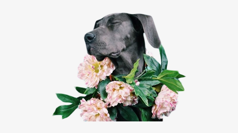 Dog Fun Flowers Nice Floral Fabulous Transparent Doge - Great Danes And Flowers, transparent png download