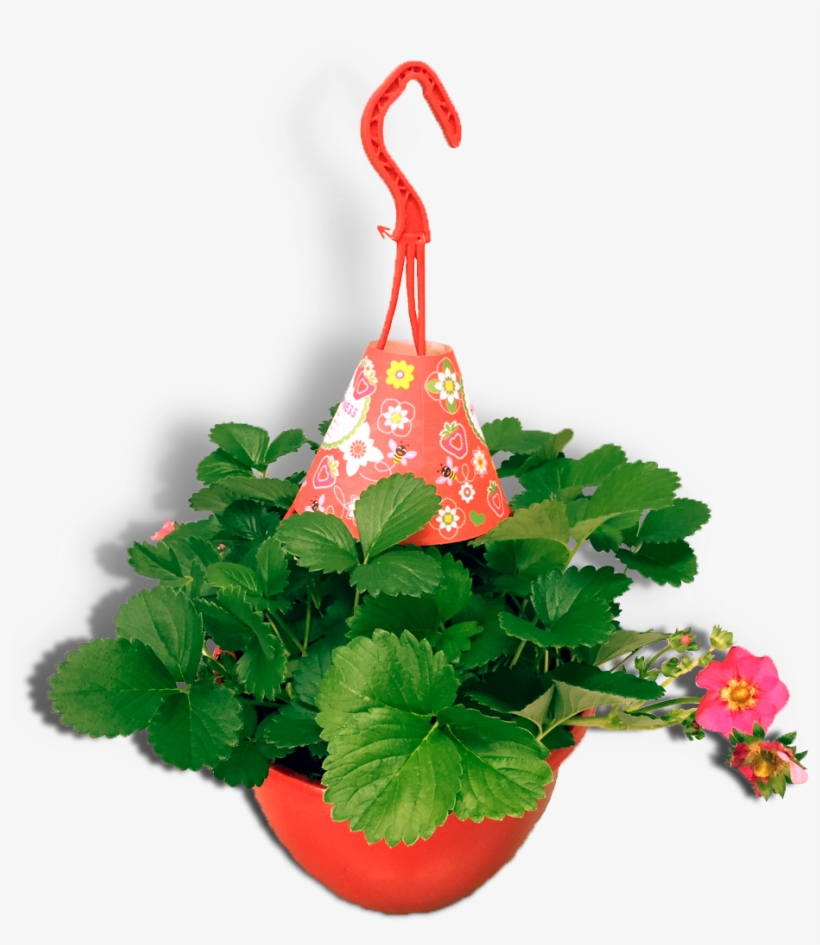Aardbeienplant 22cm Hangpot Productfoto Rood Donkerroze - Strawberries, transparent png download