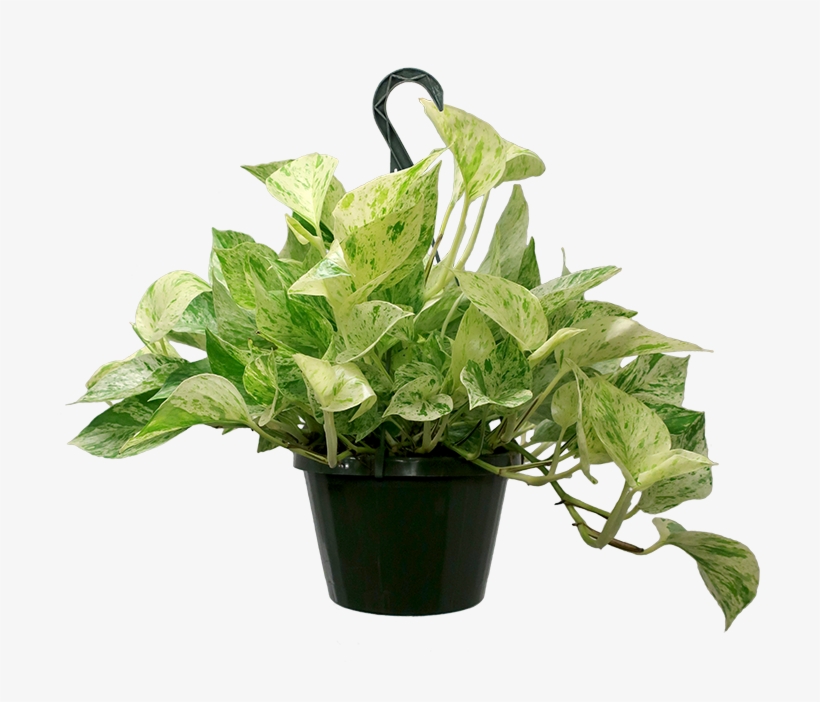 Marble Queen Pothos Hanging Basket - Devil's Ivy, transparent png download