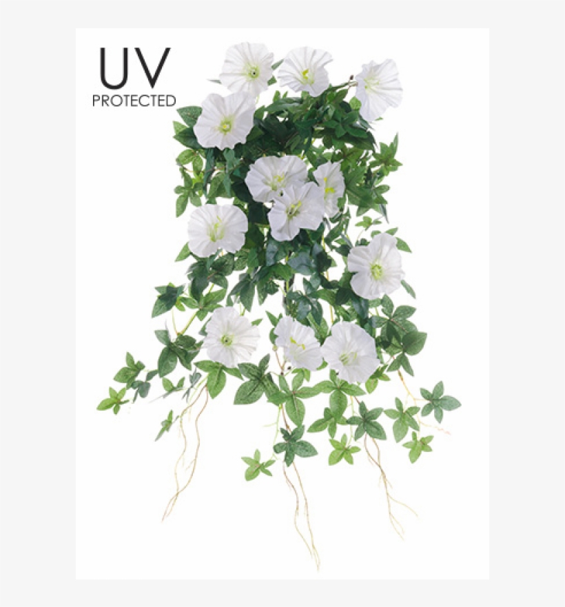 20" Uv Protected Morning Glory Hanging Bush Cream - Allstate Floral & Craft Uv Protected Outdoor Morning, transparent png download