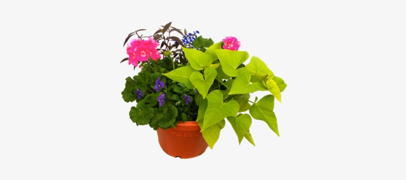 Patio Pots, transparent png download