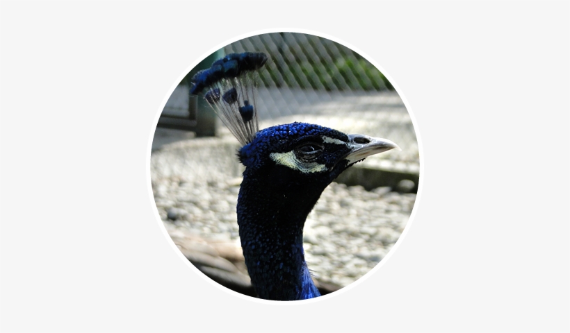 Indian Peafowl, transparent png download