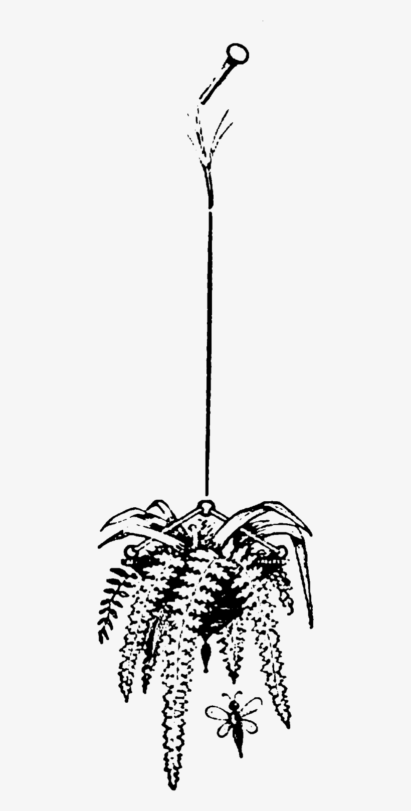 Hanging Plant Garden Images - Nearly Natural Giant Boston Fern With Cone Hanging, transparent png download