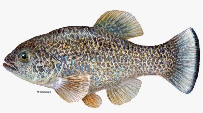 Comanche Springs Pupfish, transparent png download