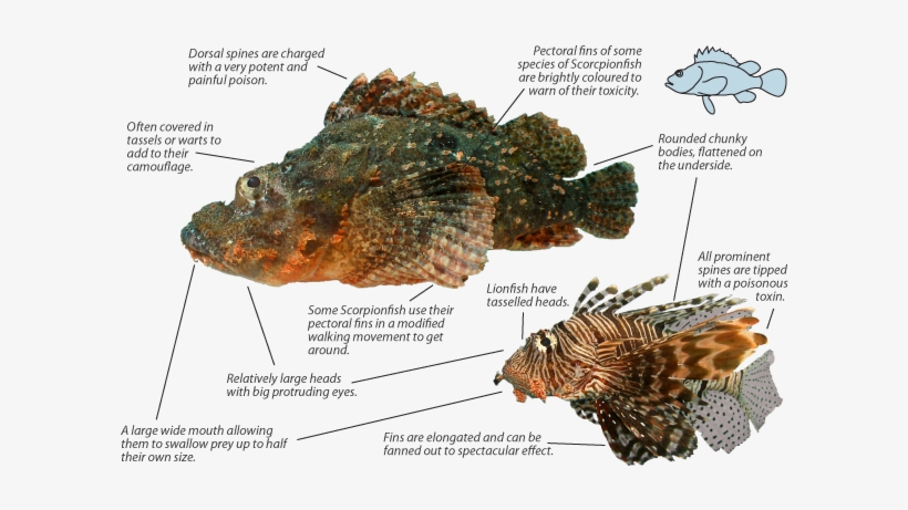 Lionfish-scorpionfish - Stone Fish Dorsal Fin, transparent png download