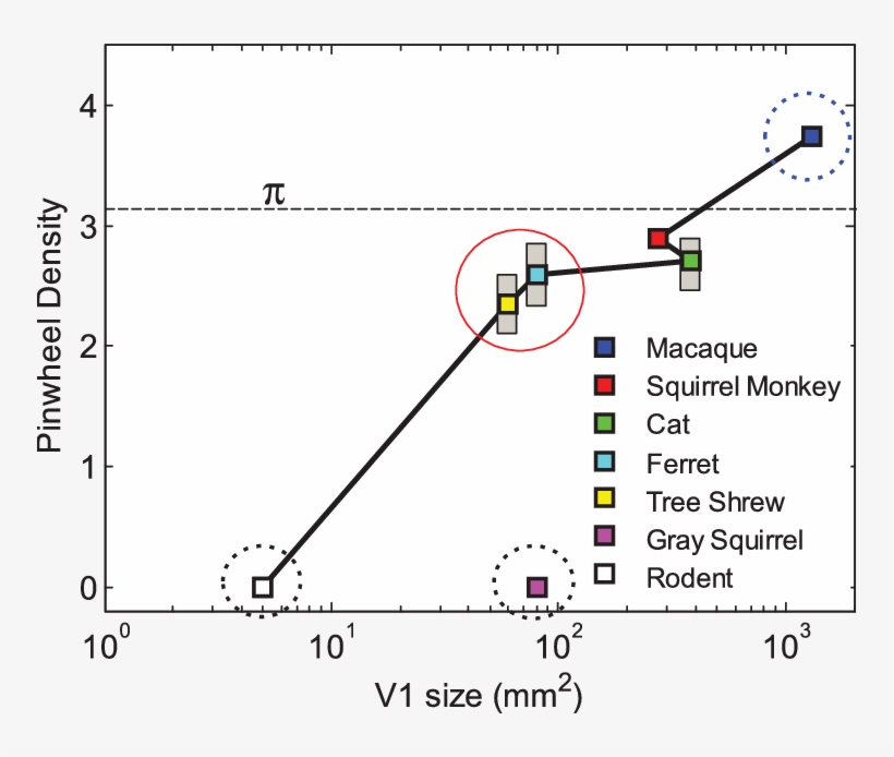 Pinwheel Densities Versus Primary Visual Cortex (v1) - Visual Cortex, transparent png download